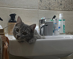 Кошки в Краснодаре: Кошка Соня ищет хозяина Девочка, Бесплатно - фото 2