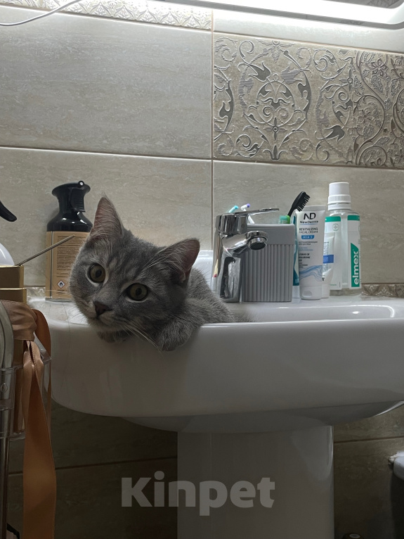 Кошки в Краснодаре: Кошка Соня ищет хозяина Девочка, Бесплатно - фото 2
