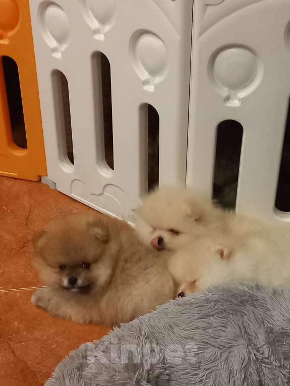 Собаки в Екатеринбурге: Бонус  стиль Норис Храбрый Лис Мальчик, 50 000 руб. - фото 4