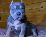 Собаки в других городах Ярославской области: Девочка- булли Девочка, 90 000 руб. - фото 1
