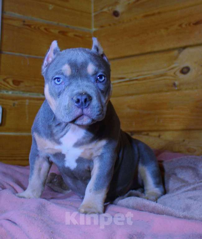 Собаки в других городах Ярославской области: Девочка- булли Девочка, 90 000 руб. - фото 1