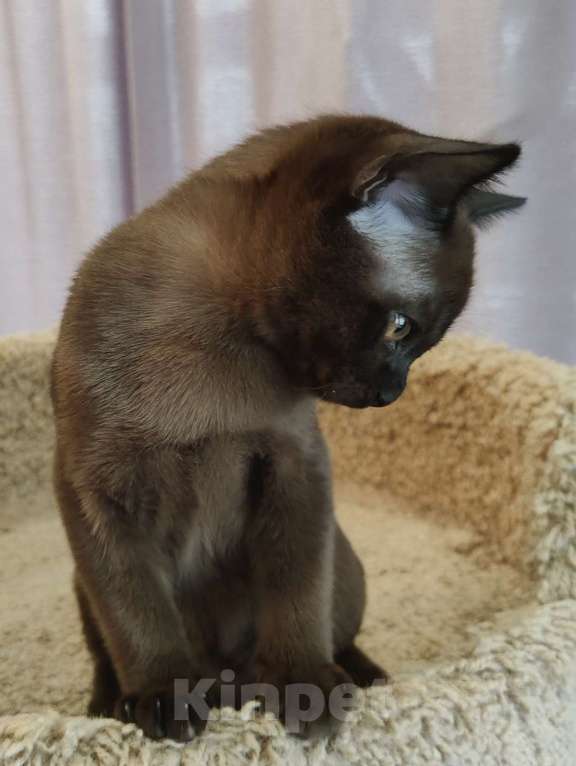 Кошки в Москве: Бурма-малыш ждёт свою семью Мальчик, 45 000 руб. - фото 2