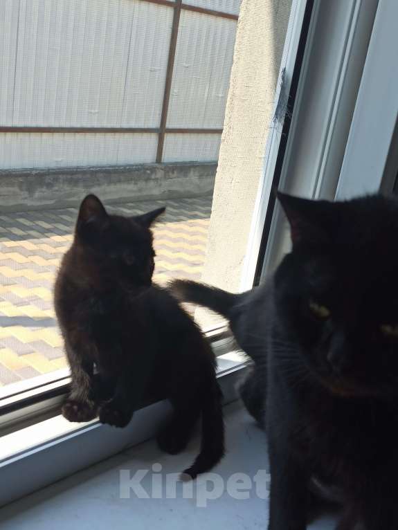 Кошки в Пятигорске: Котята в добрые руки Мальчик, Бесплатно - фото 3