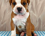 Собаки в Москве: Шикарный мальчик амстаффа  Мальчик, 35 000 руб. - фото 3