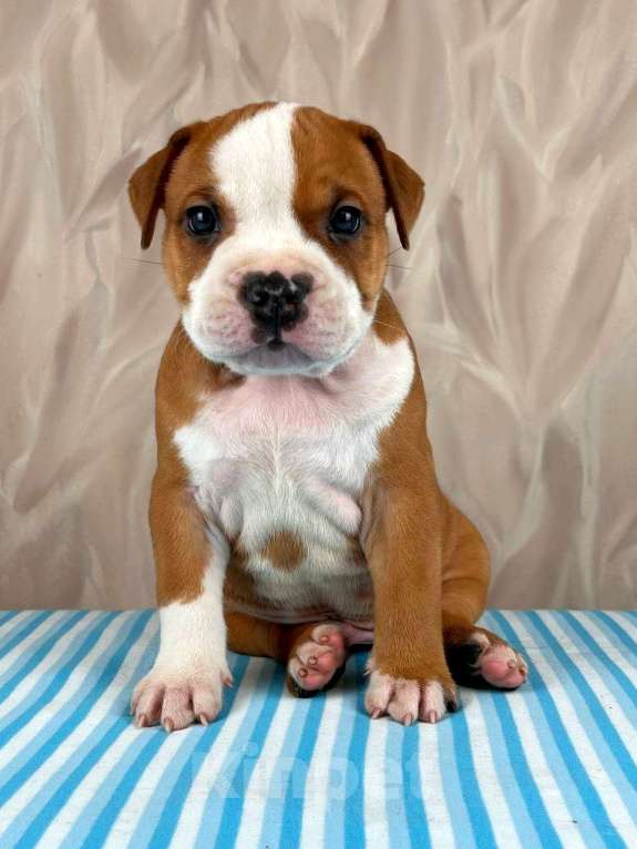 Собаки в Москве: Шикарный мальчик амстаффа  Мальчик, 35 000 руб. - фото 3