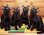 Кошки в Калуге: Малыши черныши. Веселые черные котята в добрые руки. Мальчик, Бесплатно - фото 1