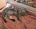 Кошки в Москве: пропала кошка вислоухая Девочка, Бесплатно - фото 3