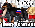 Собаки в Санкт-Петербурге: Вязка, 7 000 руб. - фото 10
