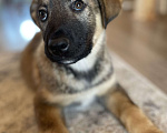 Собаки в Бронницах: Щенок Дарий, 3 месяца Мальчик, 1 руб. - фото 2