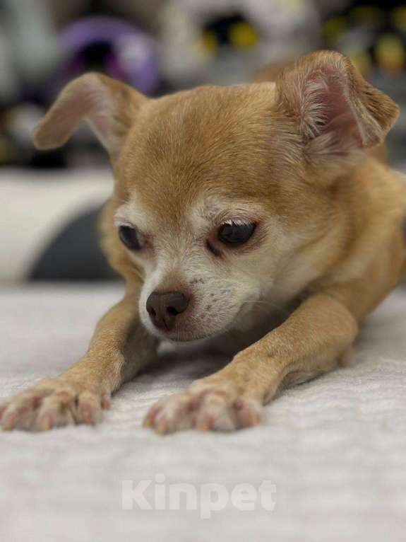 Собаки в Санкт-Петербурге: Отдам собаку в добрые руки Мальчик, Бесплатно - фото 2