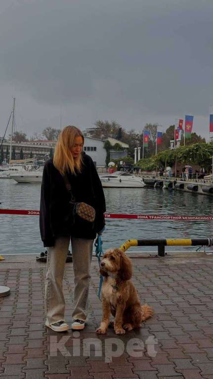 Собаки в Сочи: Вязка самого красивого лабрадудля 2025 года Мальчик, 150 000 руб. - фото 5