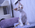 Кошки в Подольске: Котенок девоненок Мальчик, Бесплатно - фото 2