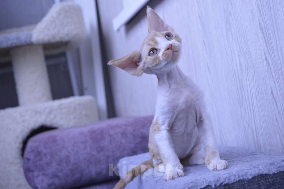 Кошки в Подольске: Котенок девоненок Мальчик, Бесплатно - фото 2