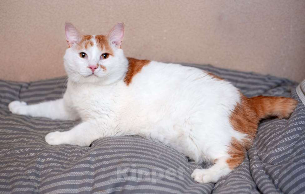 Кошки в Москве: Спокойный и ласковый бесхвостый кот Грек в дар Мальчик, 10 руб. - фото 8