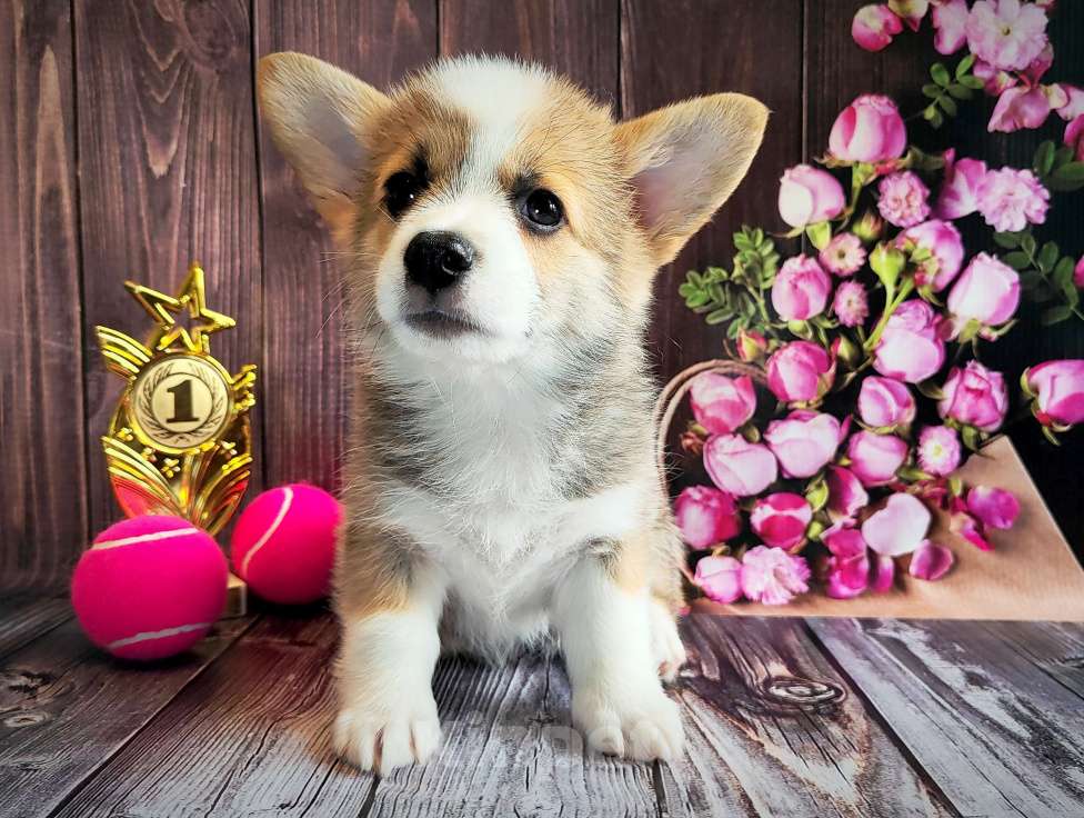 Собаки в Мценске: Девочка Дарси Блю Девочка, 50 000 руб. - фото 2