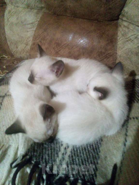 Кошки в других городах Ленинградской области: Сиамский котёнок Девочка, 15 000 руб. - фото 2