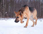 Собаки в Ногинске: Ерема - метис немецкой овчарки ждет свою семью в приюте Мальчик, Бесплатно - фото 1