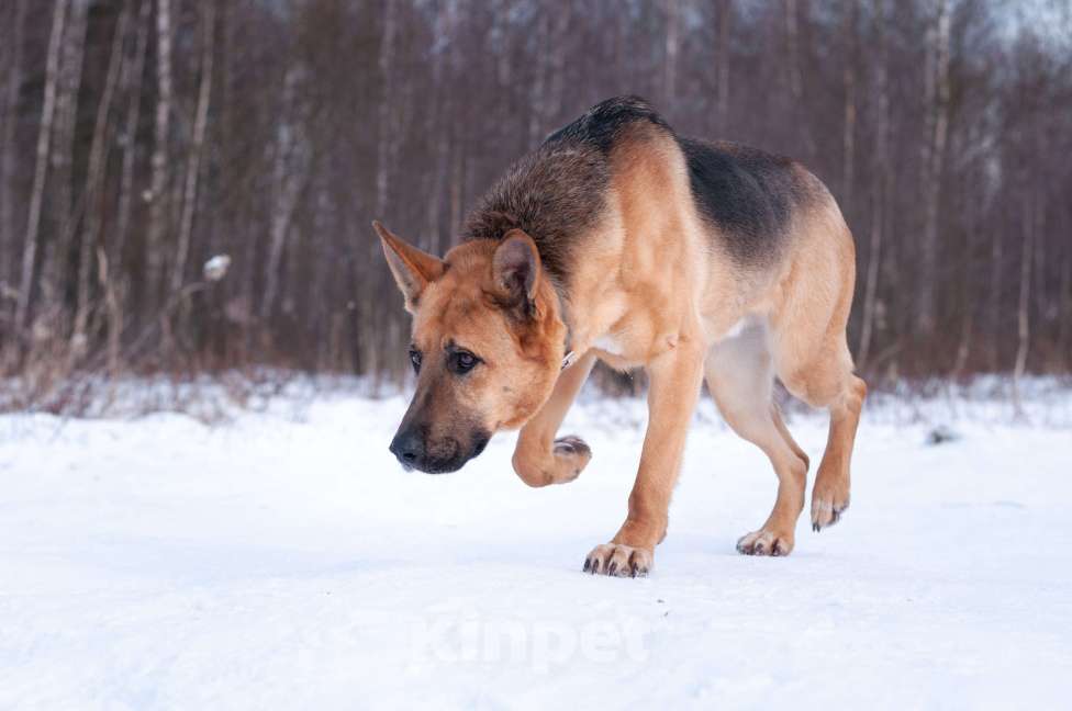 Собаки в Ногинске: Ерема - метис немецкой овчарки ждет свою семью в приюте Мальчик, Бесплатно - фото 1