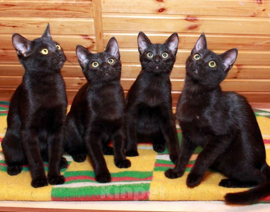 Кошки в Калуге: Малыши черныши. Веселые черные котята в добрые руки. Мальчик, Бесплатно - фото 1