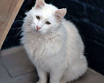 Кошки в Москве: Белоснежный красавец, домашний котик Ченя ищет дом Мальчик, Бесплатно - фото 6