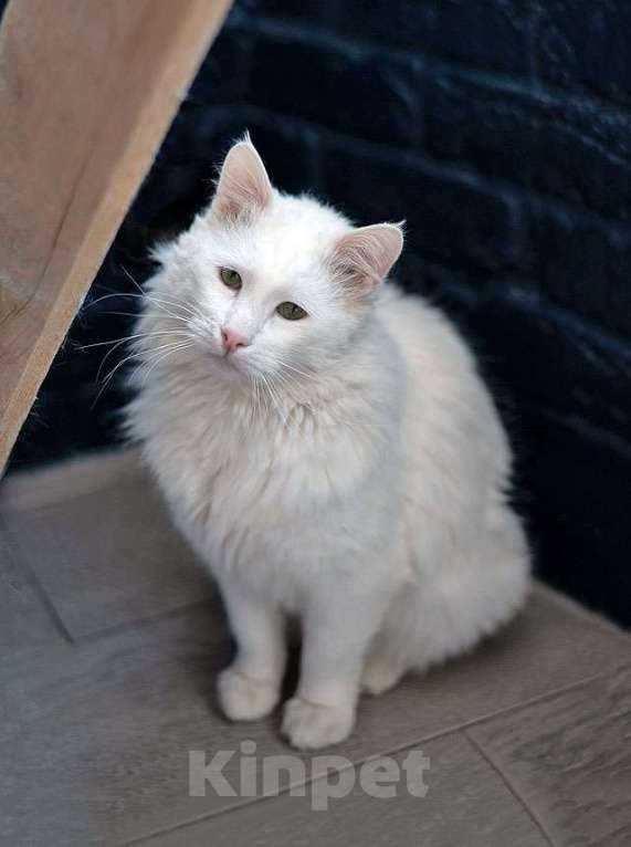 Кошки в Москве: Белоснежный красавец, домашний котик Ченя ищет дом Мальчик, Бесплатно - фото 6