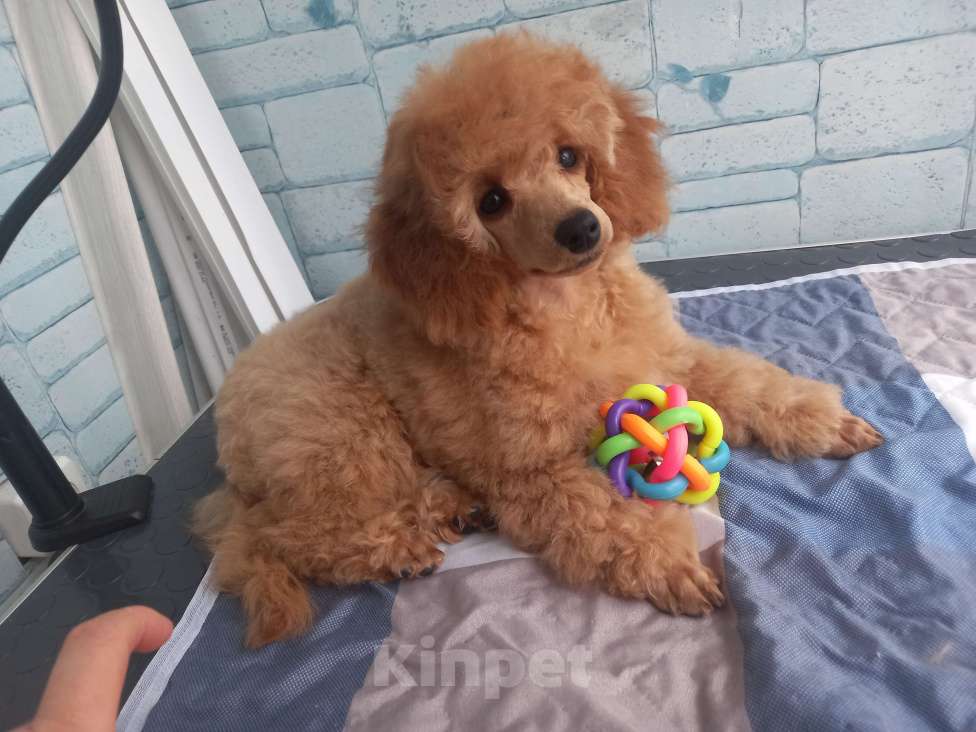 Собаки в Москве: Неймар Звезда Олимпа Мальчик, 60 000 руб. - фото 4