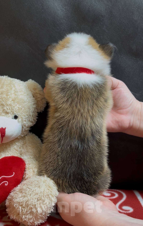 Собаки в других городах Московской области: Вельш корги пемброк мальчик без хвостика  Мальчик, 50 000 руб. - фото 5