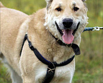 Собаки в Наро-Фоминске: Умка – наиумнейший  Мальчик, Бесплатно - фото 3