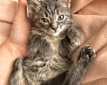 Кошки в Санкт-Петербурге: Котенок Вафля Девочка, Бесплатно - фото 8