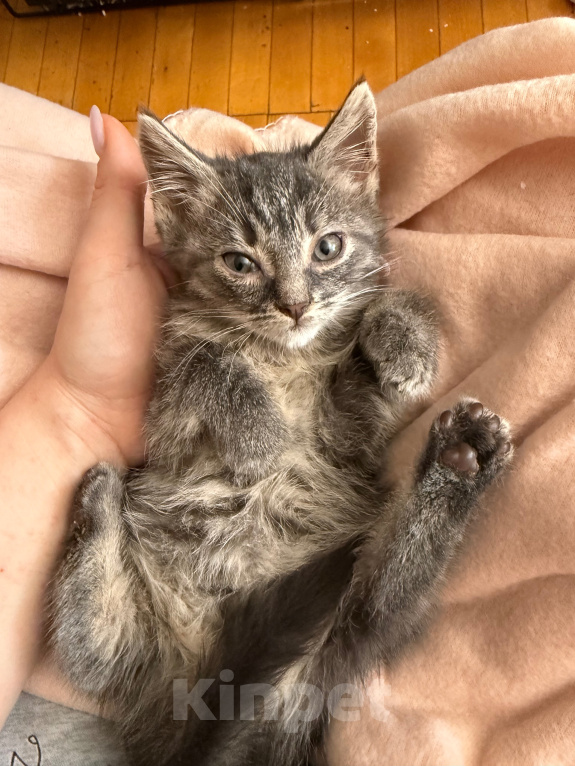 Кошки в Санкт-Петербурге: Котенок Вафля Девочка, Бесплатно - фото 8