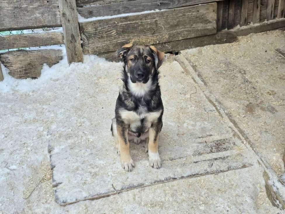 Собаки в других городах Ленинградской области: Щенки-мальчишки ищут дом Мальчик, Бесплатно - фото 5