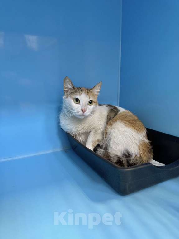 Кошки в Москве: кошка Дофаминка в добрые руки Девочка, Бесплатно - фото 3