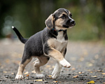 Собаки в Москве: Кнопа очень хочет домой! 🐶😍 Девочка, Бесплатно - фото 4