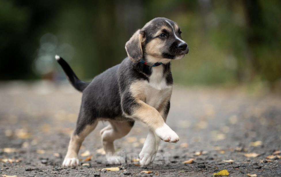 Собаки в Москве: Кнопа очень хочет домой! 🐶😍 Девочка, Бесплатно - фото 4