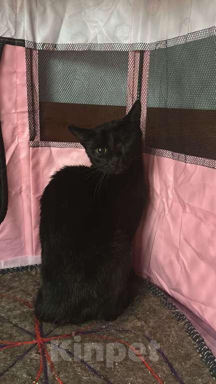 Кошки в Москве: Кошечка Девочка, Бесплатно - фото 3