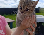 Кошки в других городах Ленинградской области: Котята в добрые руки Девочка, Бесплатно - фото 5
