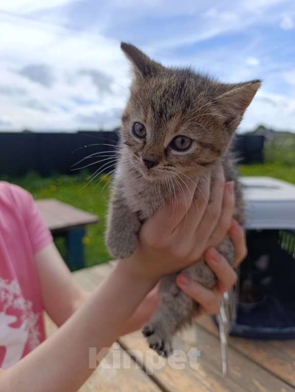 Кошки в других городах Ленинградской области: Котята в добрые руки Девочка, Бесплатно - фото 5