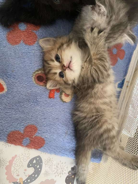 Кошки в Краснодаре: Продаётся шотландская девочка  Девочка, 12 000 руб. - фото 4