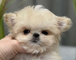 Собаки в Москве: Щенок Мальтипу Мальчик, 350 000 руб. - фото 5