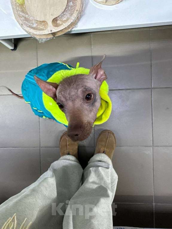 Собаки в Челябинске: ксолоицкуинтли мексиканская голая Девочка, 4 999 руб. - фото 4