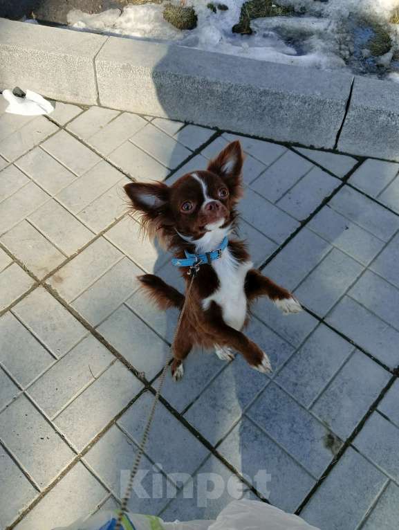 Собаки в Новосибирске: Кобель Чихуахуа  Мальчик, 20 000 руб. - фото 3