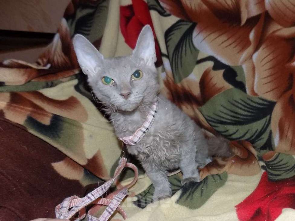 Кошки в Москве: Уральский рекс, девочка Девочка, 20 000 руб. - фото 4