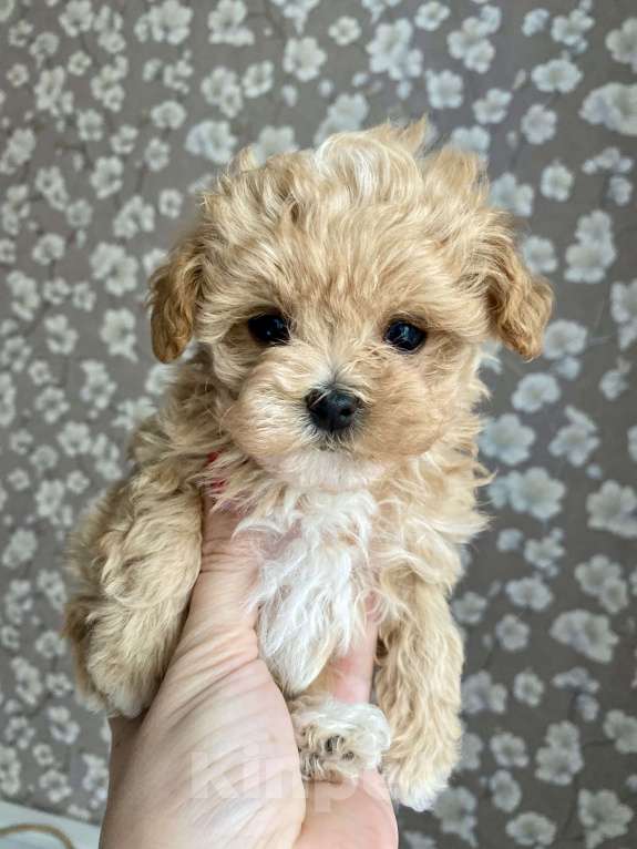 Собаки в Москве: Мальтипу девочка микро Девочка, 200 000 руб. - фото 6