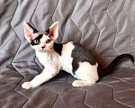 Кошки в Нижнем Новгороде: Котенок породы Девон-рекс Мальчик, Бесплатно - фото 1