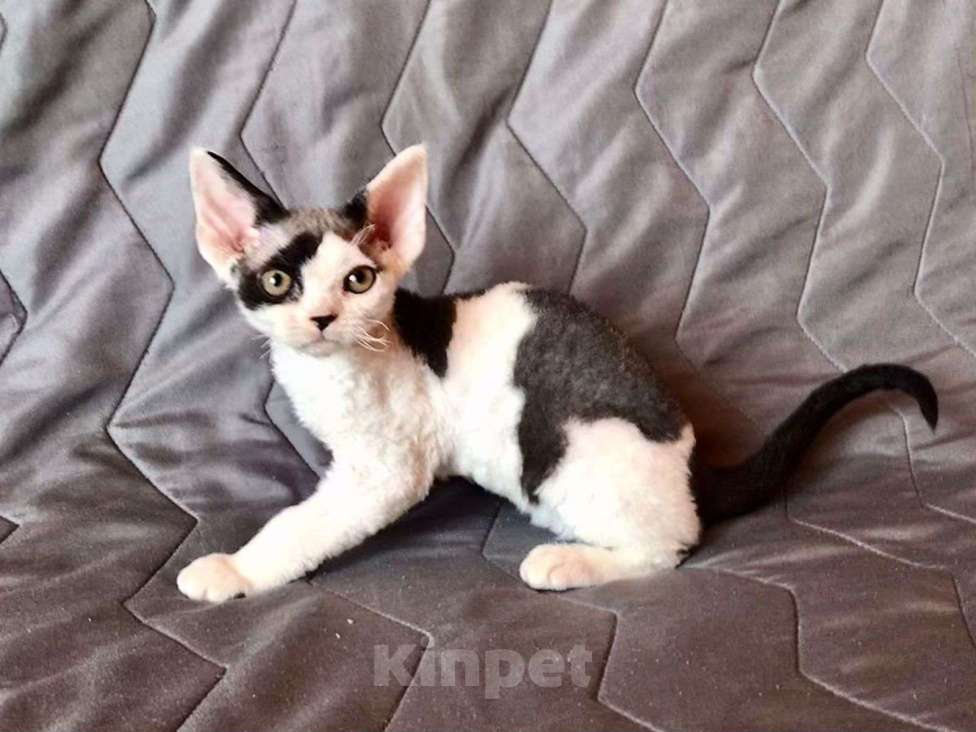 Кошки в Нижнем Новгороде: Котенок породы Девон-рекс Мальчик, Бесплатно - фото 1