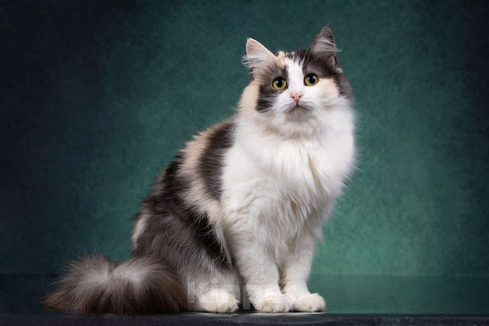 Кошки в Москве: Красавица Моника ищет любящую семью Девочка, Бесплатно - фото 2