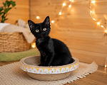 Кошки в Москве: Котенок ищет дом Девочка, Бесплатно - фото 3
