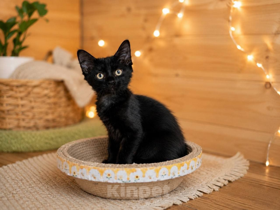 Кошки в Москве: Котенок ищет дом Девочка, Бесплатно - фото 3