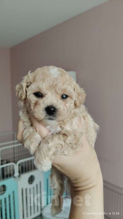 Собаки в Мытищах: Пушон бишпу Девочка, 180 000 руб. - фото 1