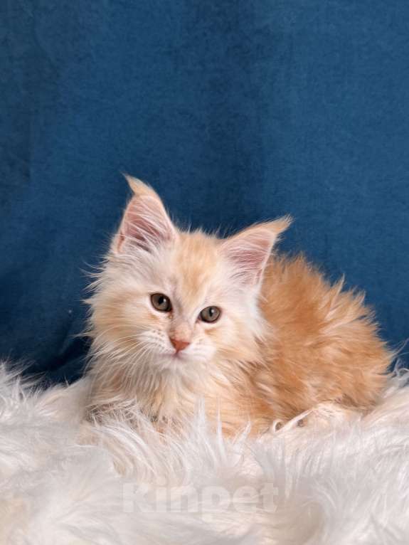 Кошки в Москве: Котенок мейн-кун, мальчик , шадед линия Мальчик, Бесплатно - фото 4